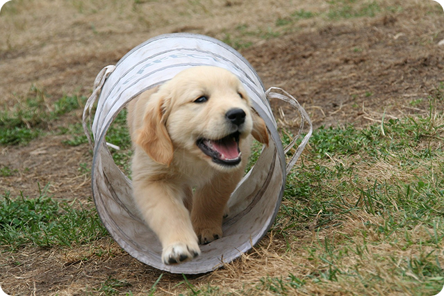 štěně kategorie 1